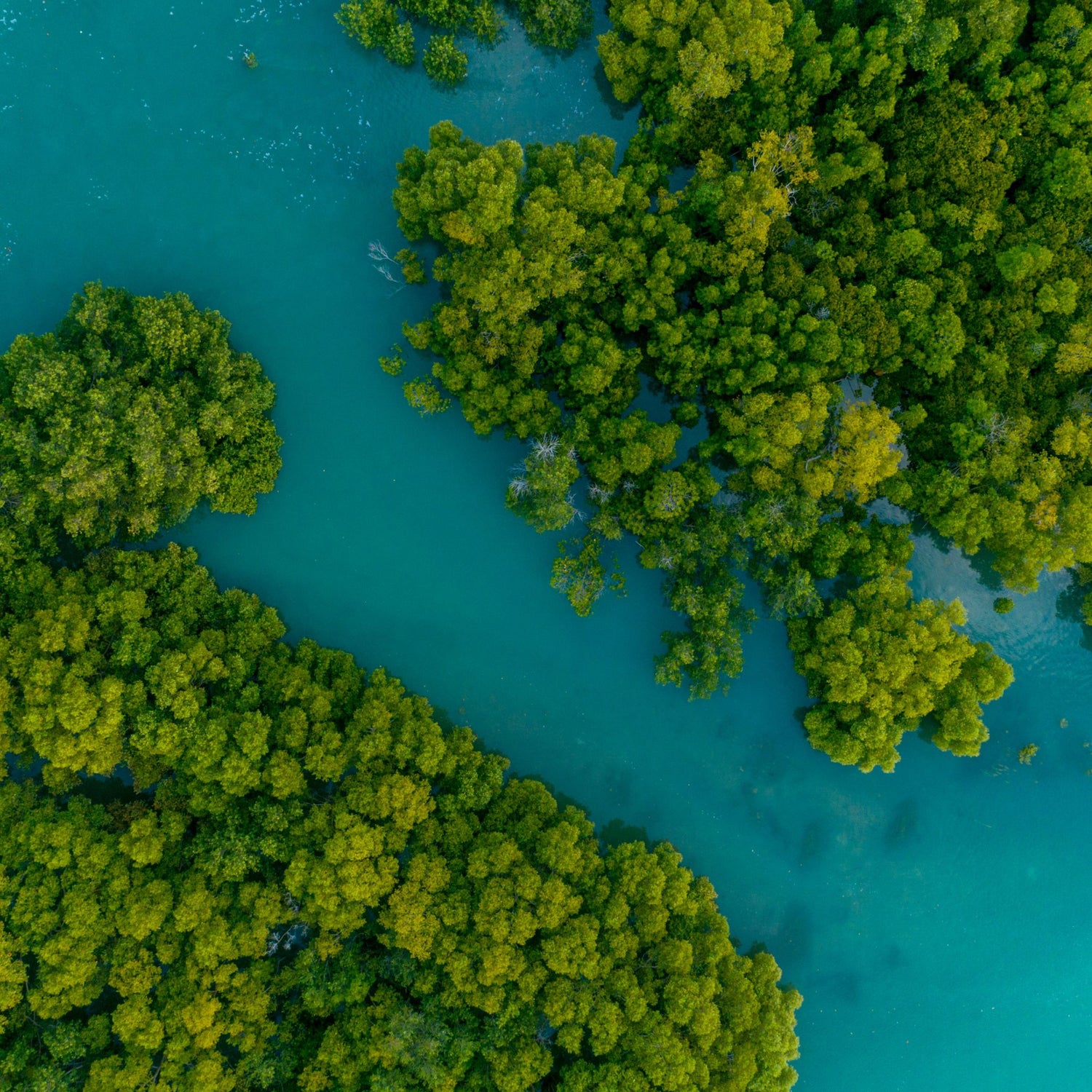 Mangrove trees in the sea. Every purchase makes all layered design works products carbon negative.